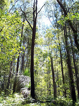 �N���b�N����Ƒ傫�Ȏʐ^���������������܂��B