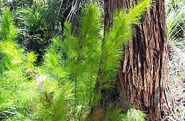 �N���b�N����Ƒ傫�Ȏʐ^���������������܂��B