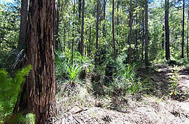 �N���b�N����Ƒ傫�Ȏʐ^���������������܂��B