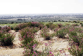 �N���b�N����Ƒ傫�Ȏʐ^���������������܂��B