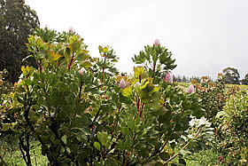 �N���b�N����Ƒ傫�Ȏʐ^���������������܂��B