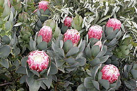 �N���b�N����Ƒ傫�Ȏʐ^���������������܂��B