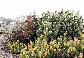 �N���b�N����Ƒ傫�Ȏʐ^���������������܂��B