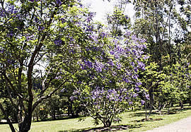 �N���b�N����Ƒ傫�Ȏʐ^���������������܂��B