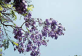 �N���b�N����Ƒ傫�Ȏʐ^���������������܂��B