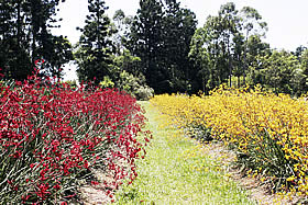 �N���b�N����Ƒ傫�Ȏʐ^���������������܂��B